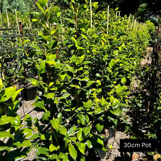 Brushfields Yellow Camellia (Camellia sasanqua ‘Brushfields Yellow’) evergreen flowering shrub with soft yellow-centred white blooms, glossy foliage and ideal for hedging or feature planting.