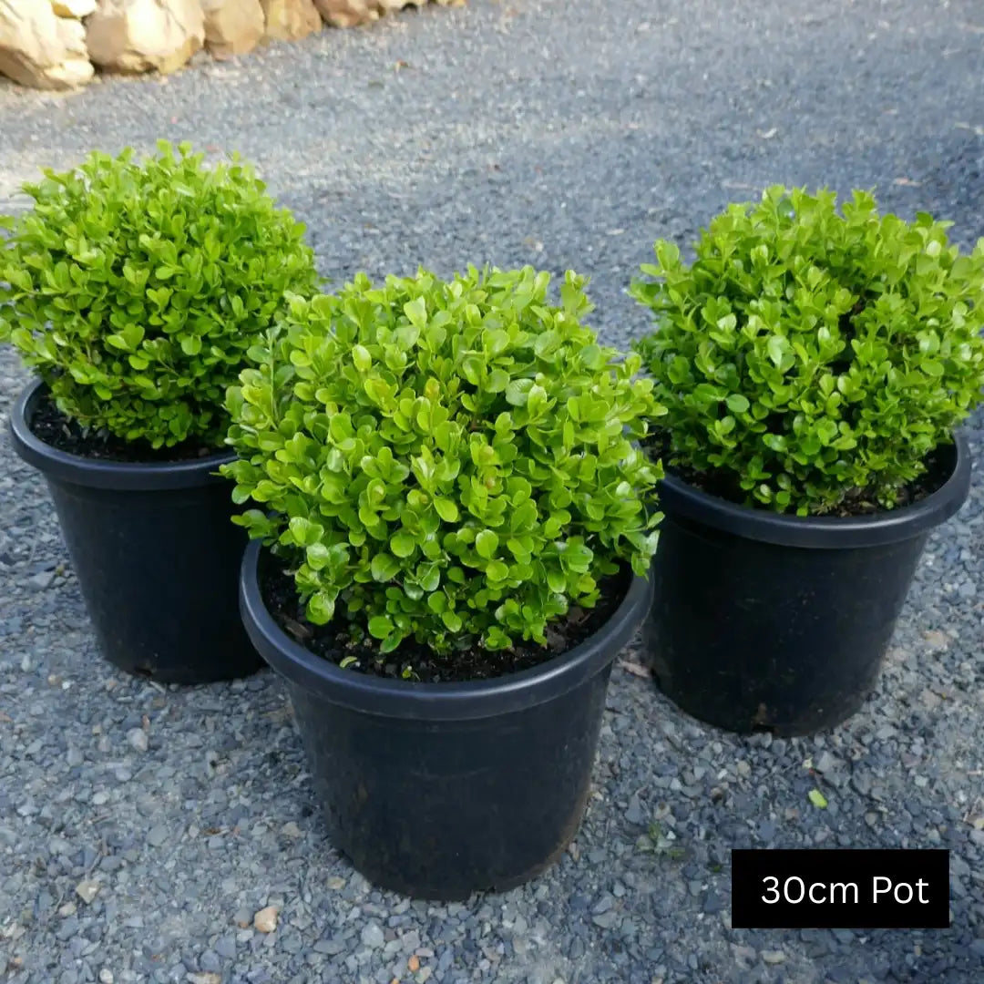Buxus microphylla japonica Japanese box topiary ball with dense evergreen foliage, clipped into a neat spherical shape for formal gardens.