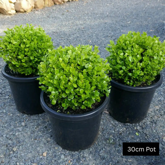 Buxus microphylla japonica Japanese box topiary ball with dense evergreen foliage, clipped into a neat spherical shape for formal gardens.