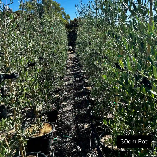 Kalamata Olive (Olea europaea ‘Kalamata’) evergreen olive tree with attractive silver foliage and edible dark fruit, ideal for feature planting, screening or Mediterranean style gardens.