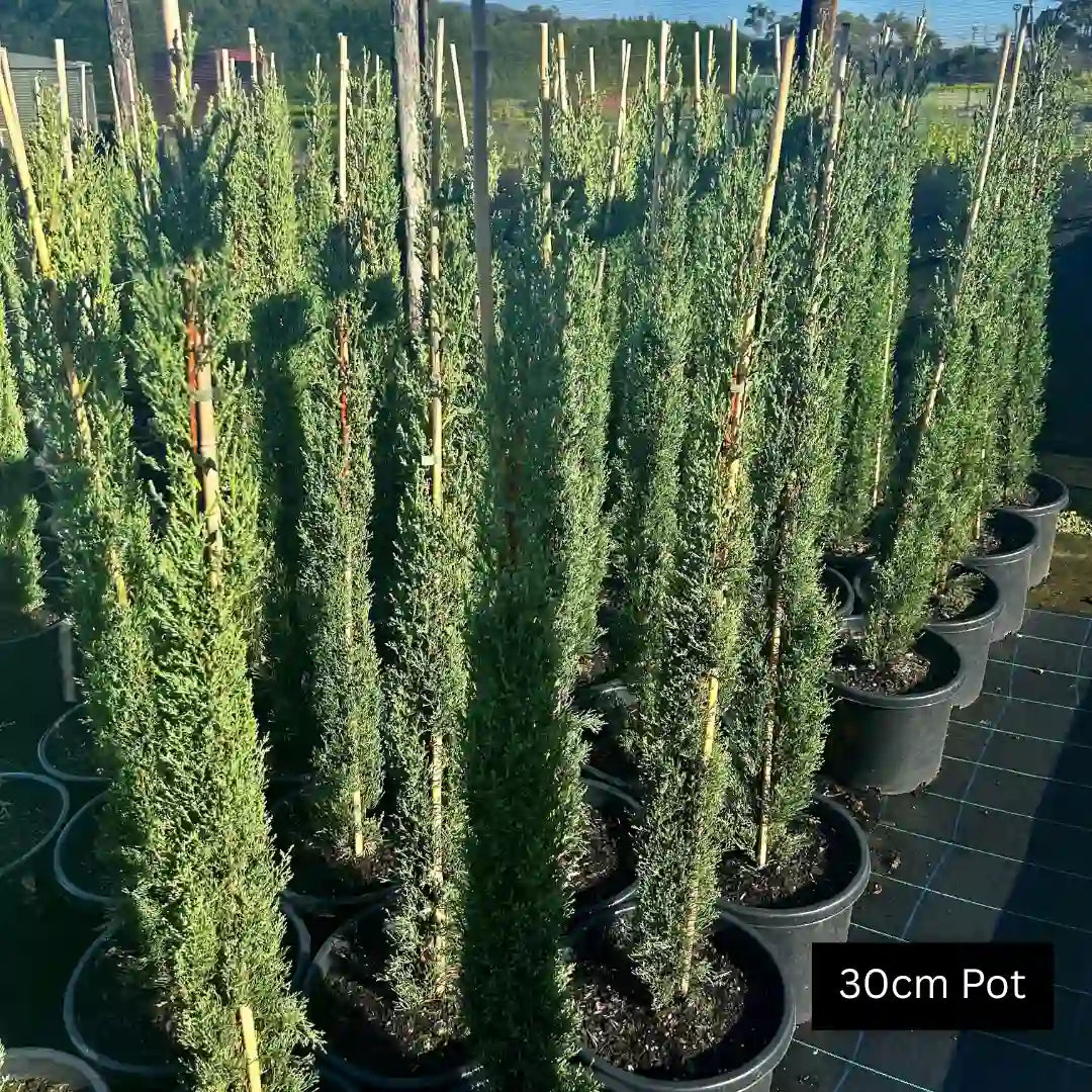 Italian Pencil Pine (Cupressus sempervirens ‘Glauca’) slender evergreen screening tree with silvery blue foliage, strong vertical growth and ideal for hedges, avenues or architectural garden accents.