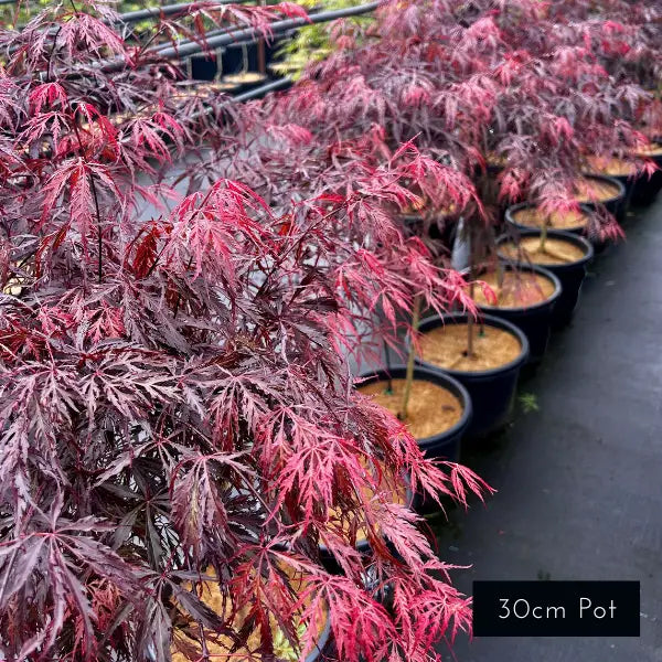 Inaba Shidare Japanese Maple (Acer palmatum Dissectum) – deep crimson weeping maple with finely cut foliage for small gardens and feature pots.