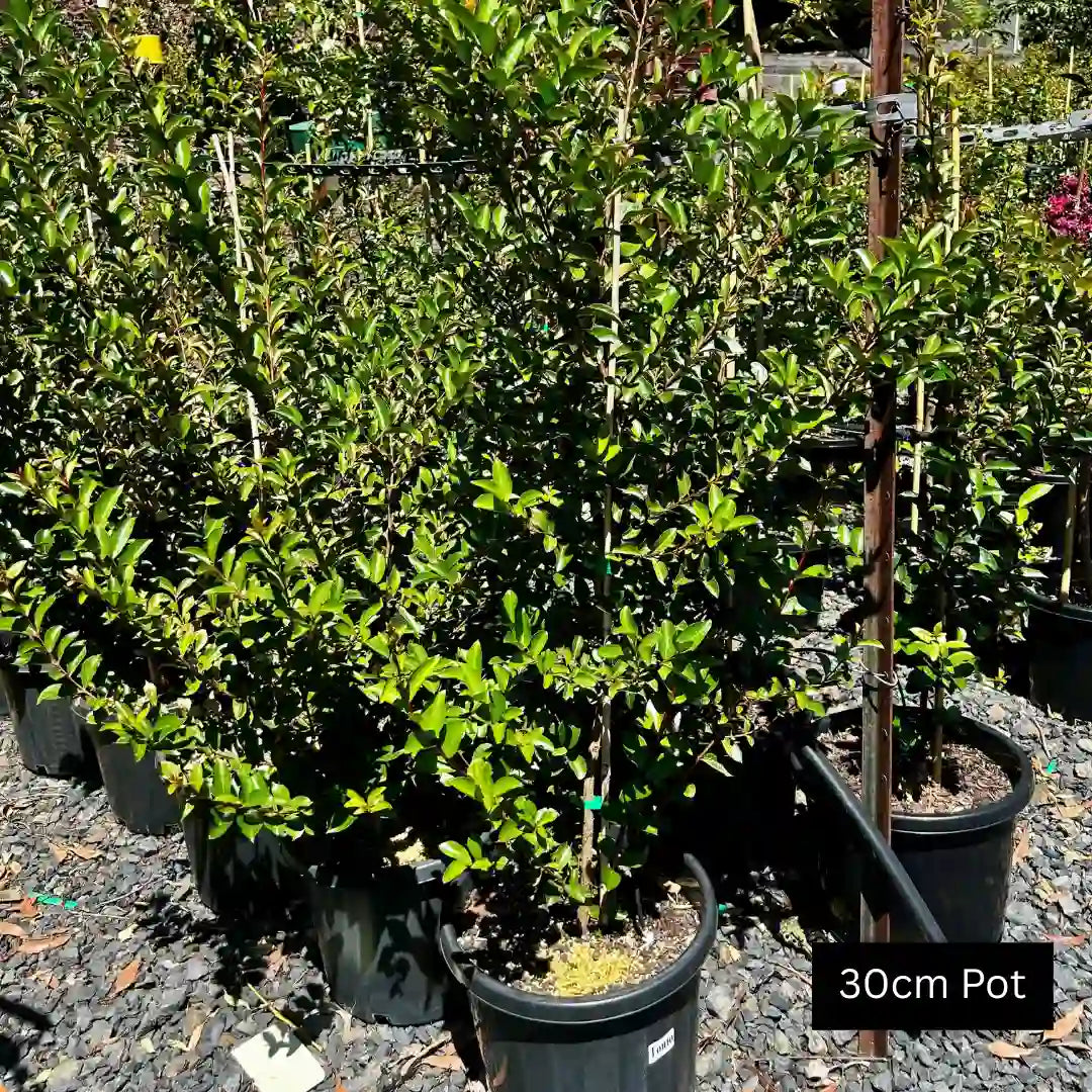 Lagerstroemia indica x fauriei ‘Tonto’ – Tonto crepe myrtle with vibrant red summer flowers and compact upright growth ideal for feature planting.