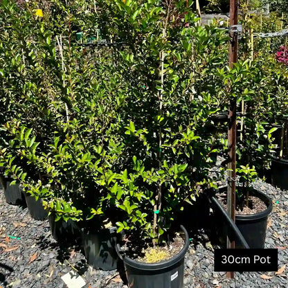 Lagerstroemia indica x fauriei ‘Tonto’ – Tonto crepe myrtle with vibrant red summer flowers and compact upright growth ideal for feature planting.