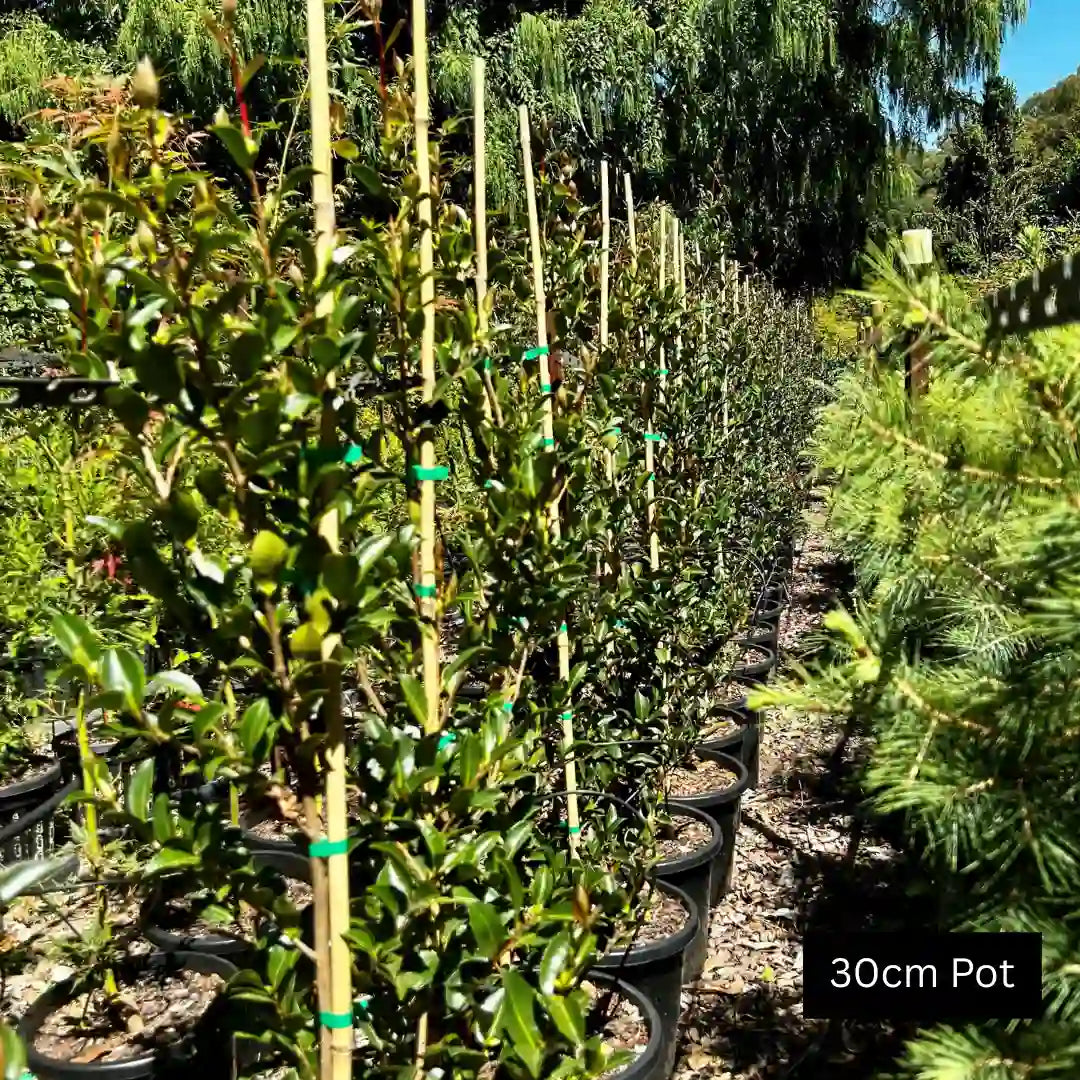 With Love Camellia (Camellia japonica ‘With Love’) evergreen flowering shrub with glossy dark green foliage and soft pink formal blooms, ideal for hedging or feature planting.