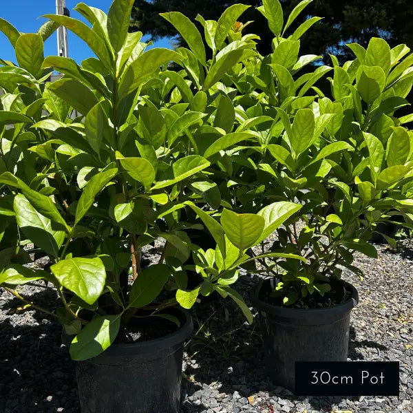 Viburnum odoratissimum Sweet Viburnum evergreen shrub with glossy foliage used for screening in Australian gardens.