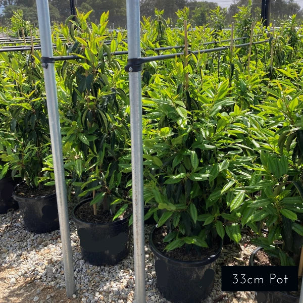 Portuguese Laurel
