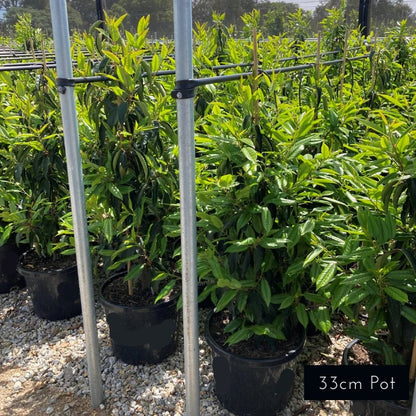 Portuguese Laurel