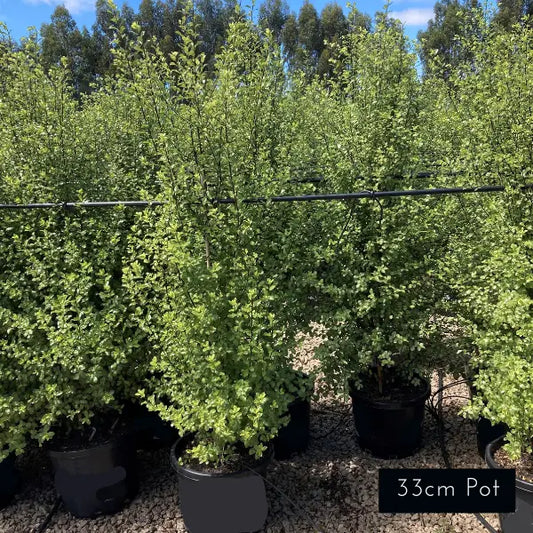 Screenmaster Pittosporum