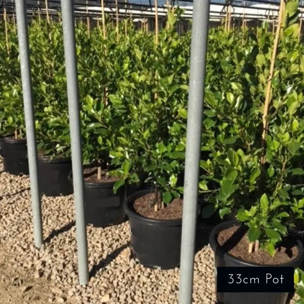 One of Melbournes most popualr evergreen screening and hedging plants, premium ficus flash. 