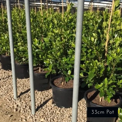 One of Melbournes most popualr evergreen screening and hedging plants, premium ficus flash. 