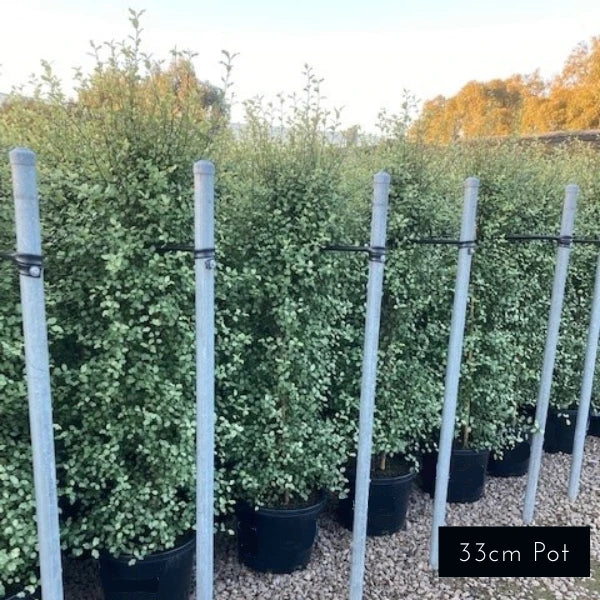 Pittosporum tenuifolium ‘Silver Sheen’, popular Melbourne screening and hedging plant with silvery-green foliage, loved for its low maintenance, fast growth and hardy nature.