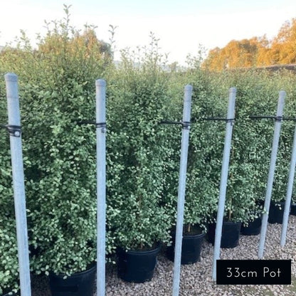 Pittosporum tenuifolium ‘Silver Sheen’, popular Melbourne screening and hedging plant with silvery-green foliage, loved for its low maintenance, fast growth and hardy nature.