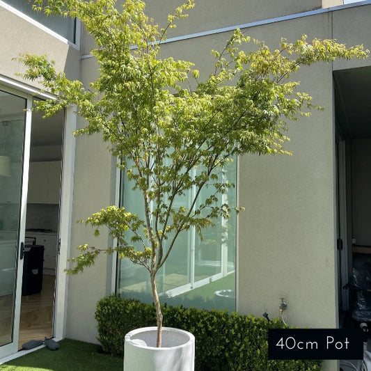Acer Palmatum