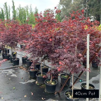 Acer Palmatum Bloodgood