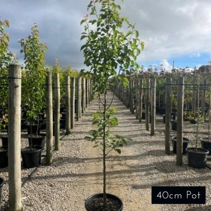 Cleveland Select Pear