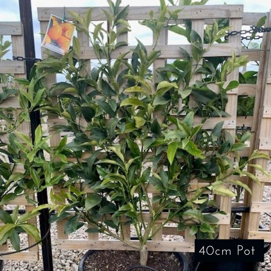 Orange Espalier