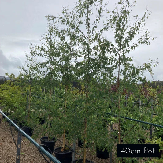 Cut Leaf Birch
