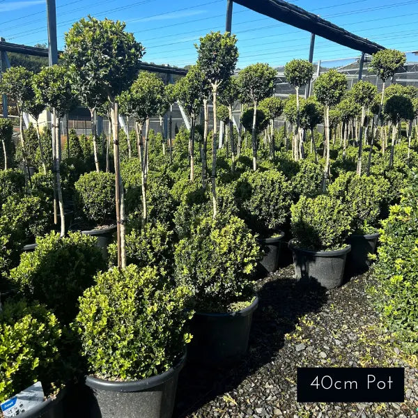 English Box Double Topiary
