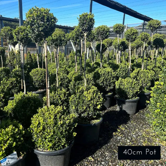 English Box Double Topiary