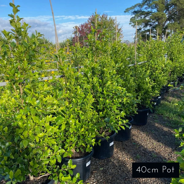 Ficus Microcarpa Flash