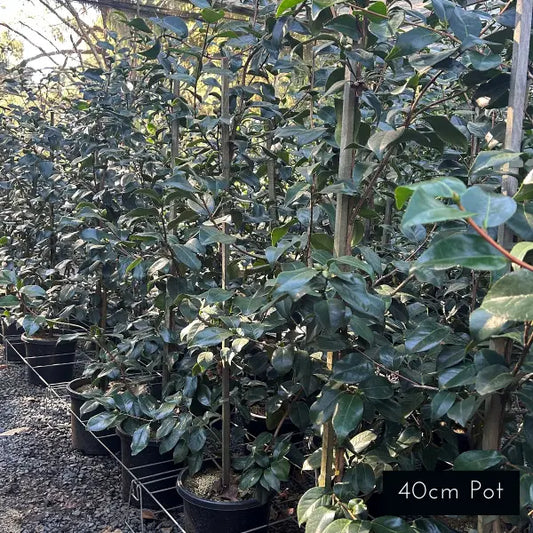 Camellia Japonica Grand Marshall