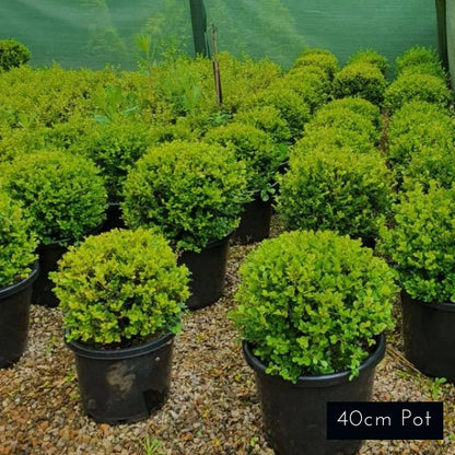 Japanese Box Topiary Balls