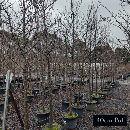 Manchurian Pear