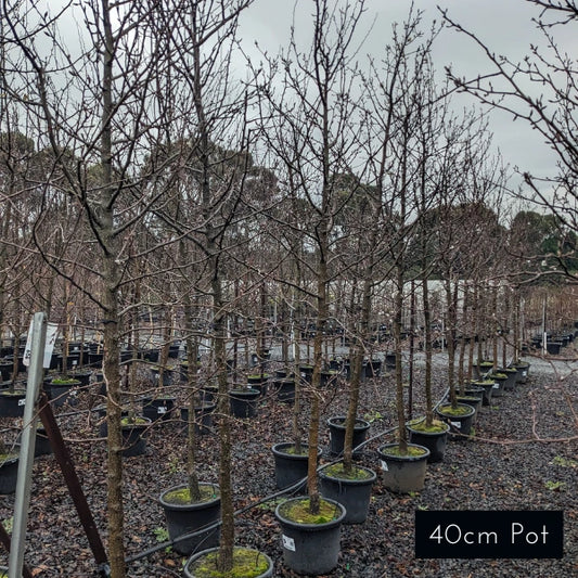 Manchurian Pear