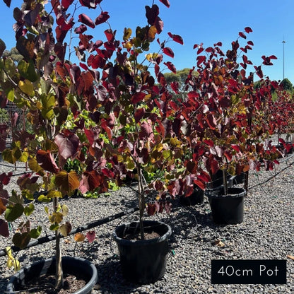 Cercis Merlot