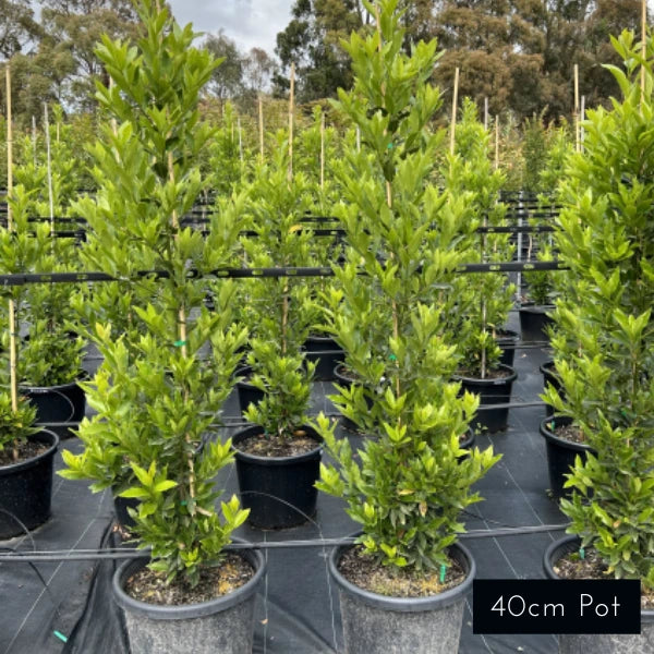 Miles Choice Laurus nobilis