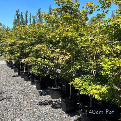 Acer Palmatum Osakazuki
