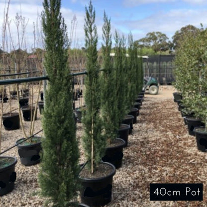 Italian Pencil Pine