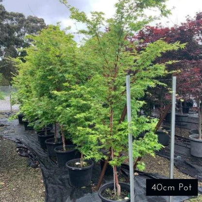 Acer Palmatum Senkaki