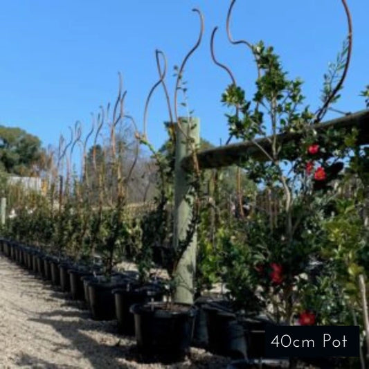 Serpentine Apple Espalier