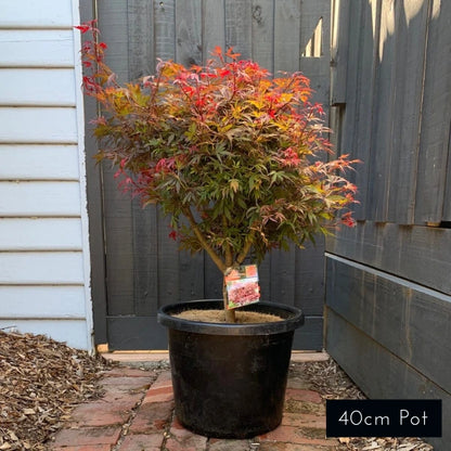 Acer Palmatum Shaina