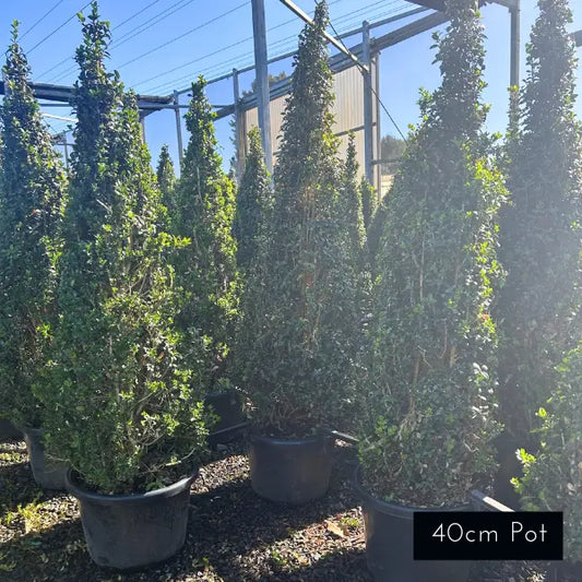 English Box Topiary Spire