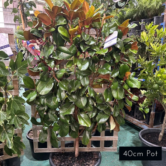 Espalier Magnolia