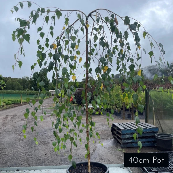 Weeping Silver Birch
