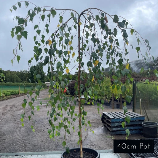 Weeping Silver Birch