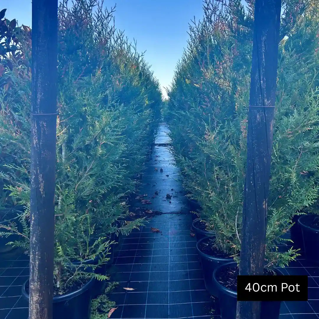 Western Red Cedar (Thuja plicata ‘Fastigiata’) fast growing evergreen screening tree with columnar habit, lush green foliage and ideal for hedges, privacy or feature planting.
