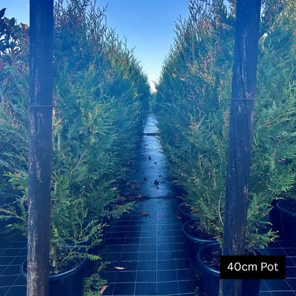 Western Red Cedar (Thuja plicata ‘Fastigiata’) fast growing evergreen screening tree with columnar habit, lush green foliage and ideal for hedges, privacy or feature planting.