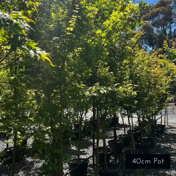 Acer palmatum green upright Japanese maple with fresh green foliage, features brilliant autumn colour change.