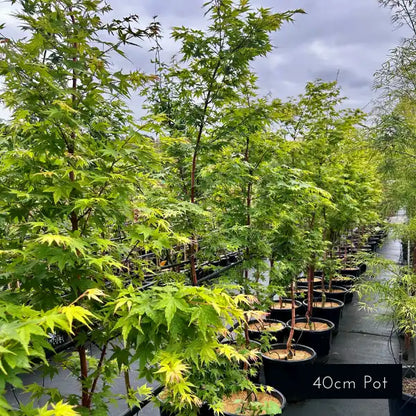 Acer palmatum Senkaki– striking Japanese Maple with vibrant red foliage and elegant branching, ideal for feature planting in small gardens.