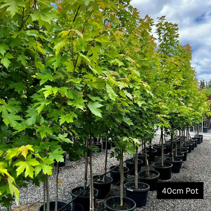 Autumn Blaze Acer × freemanii showing bright red seasonal colour, fast-growing deciduous maple for landscaping.