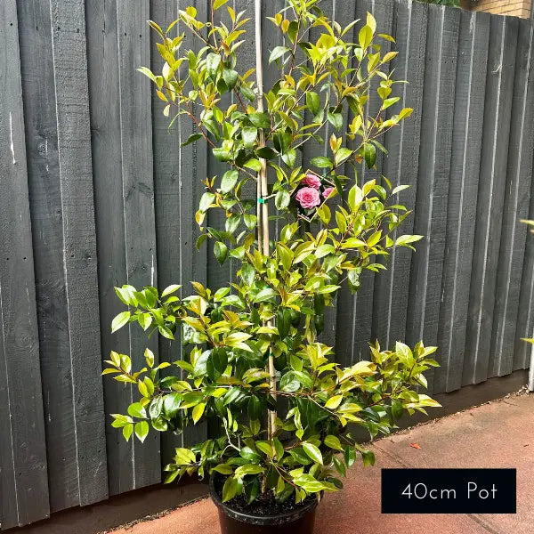 40cm Camellia  Japonica Betty Ridley, ideal for shady parts of the garden. 