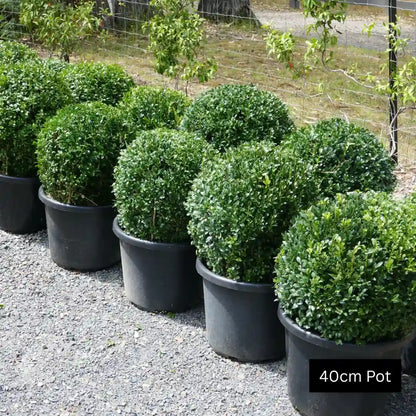 40cm english box topiary balls for garden and planter pots. 