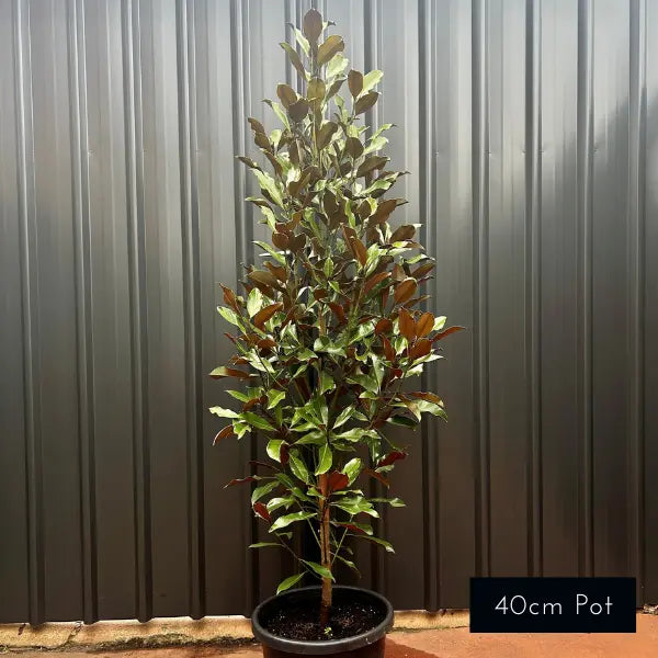 Magnolia grandiflora ‘Kay Parris’ – hardy evergreen magnolia with glossy foliage, copper undersides and creamy white flowers, ideal for screening and feature planting.