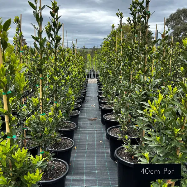 Miles Choice Bay Tree , evergreen screening plant with dense, glossy foliage, popular choice for creating privacy in Melbourne gardens.