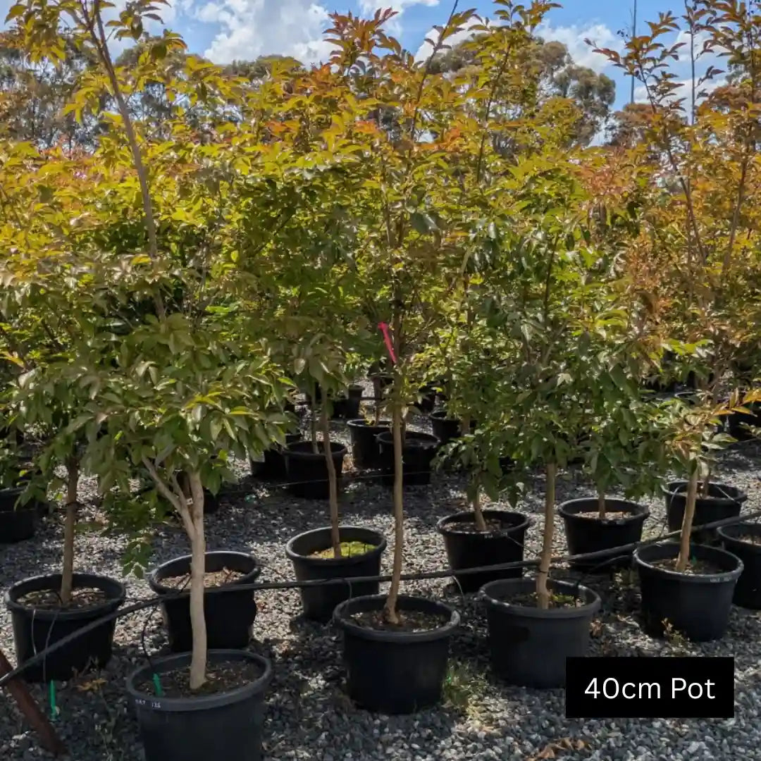 Natchez Crepe Myrtle (Lagerstroemia indica x fauriei ‘Natchez’) with bright white summer flowers and smooth mottled bark in full bloom.